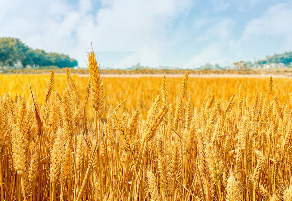 �Ƿ�����-��������ƽ̨��Ϸ-�Ƿ����ֹ���